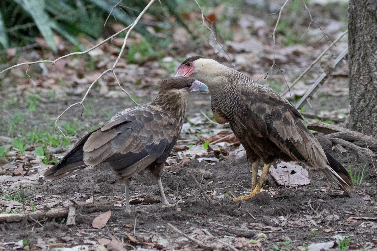 Crested Caracara - Donald Schneider