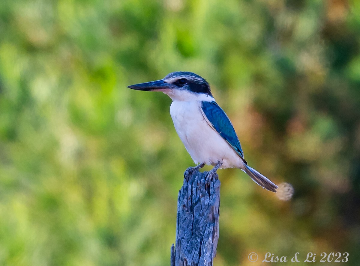 Red-backed Kingfisher - ML611508162