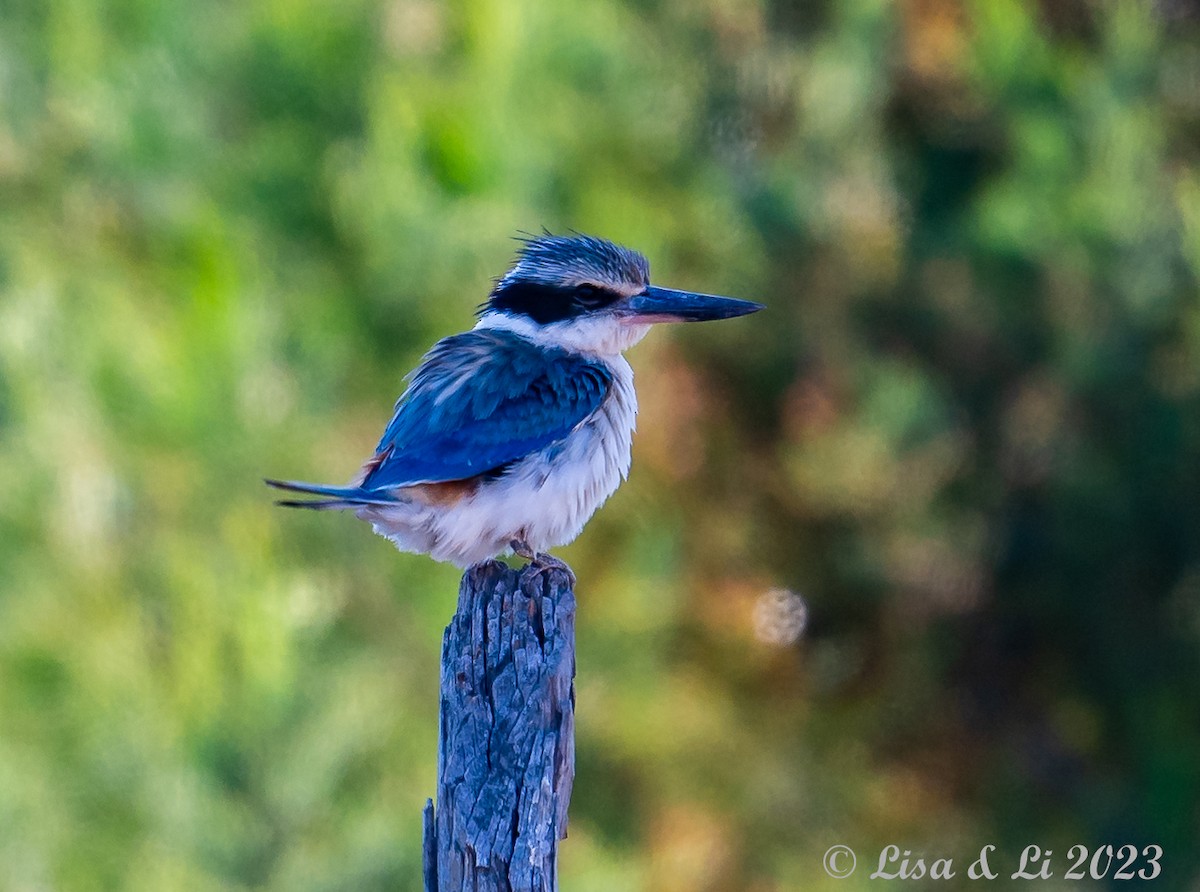 Red-backed Kingfisher - ML611508163