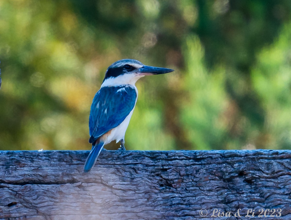 Red-backed Kingfisher - Lisa & Li Li