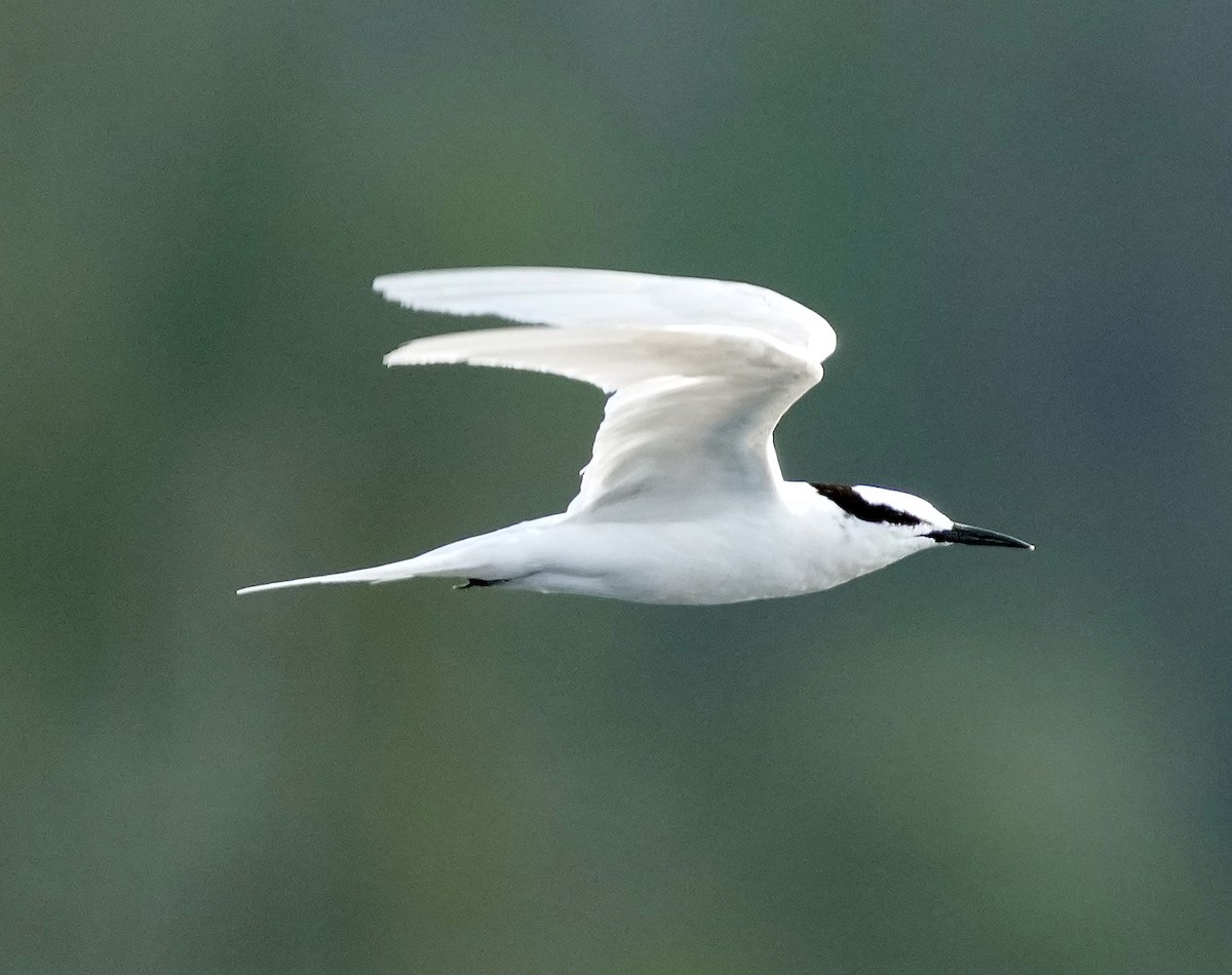 Black-naped Tern - ML611508235