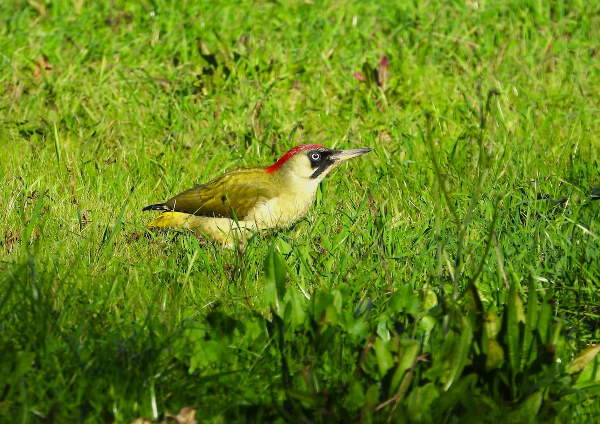 Eurasian Green Woodpecker - ML611508294