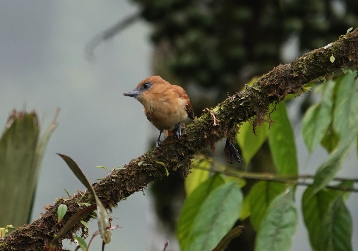 Угольный бекард - ML611508311