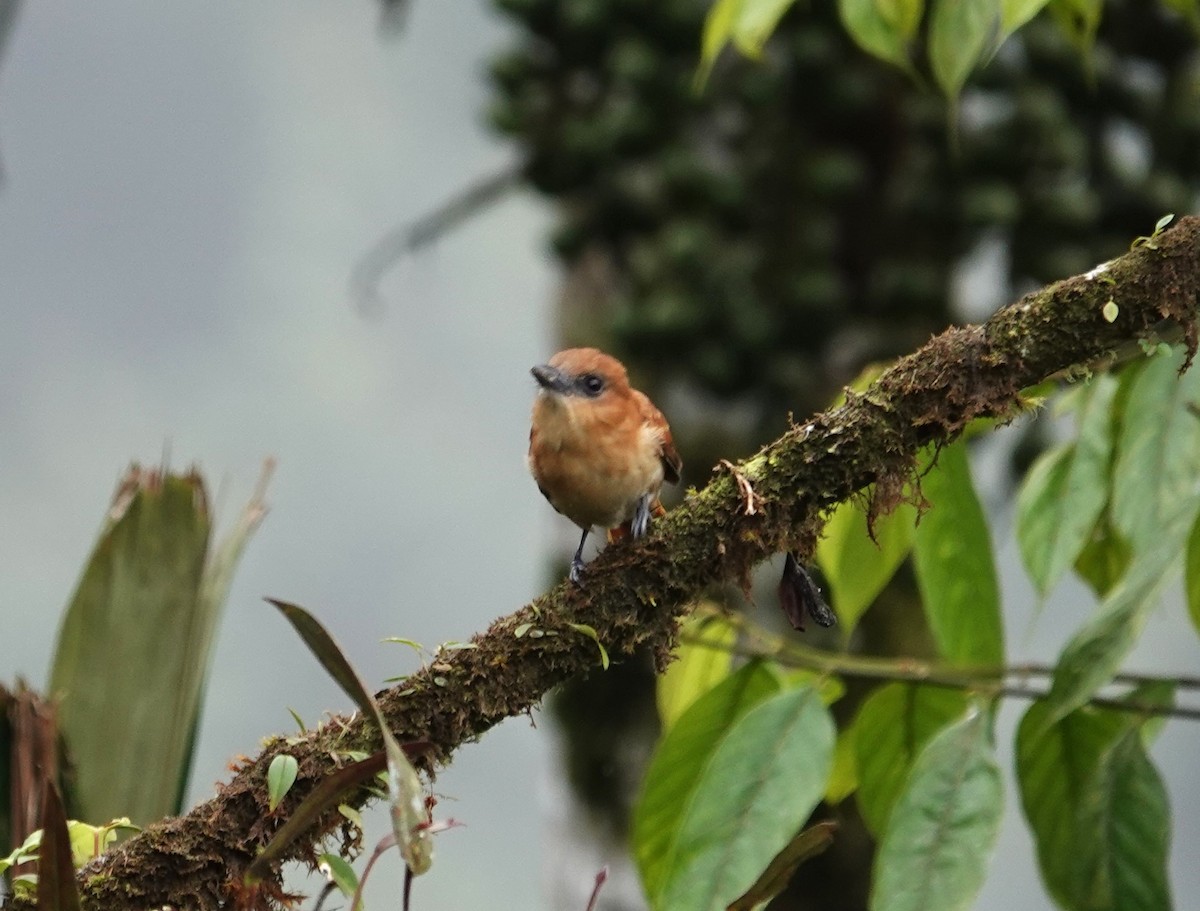 Угольный бекард - ML611508312