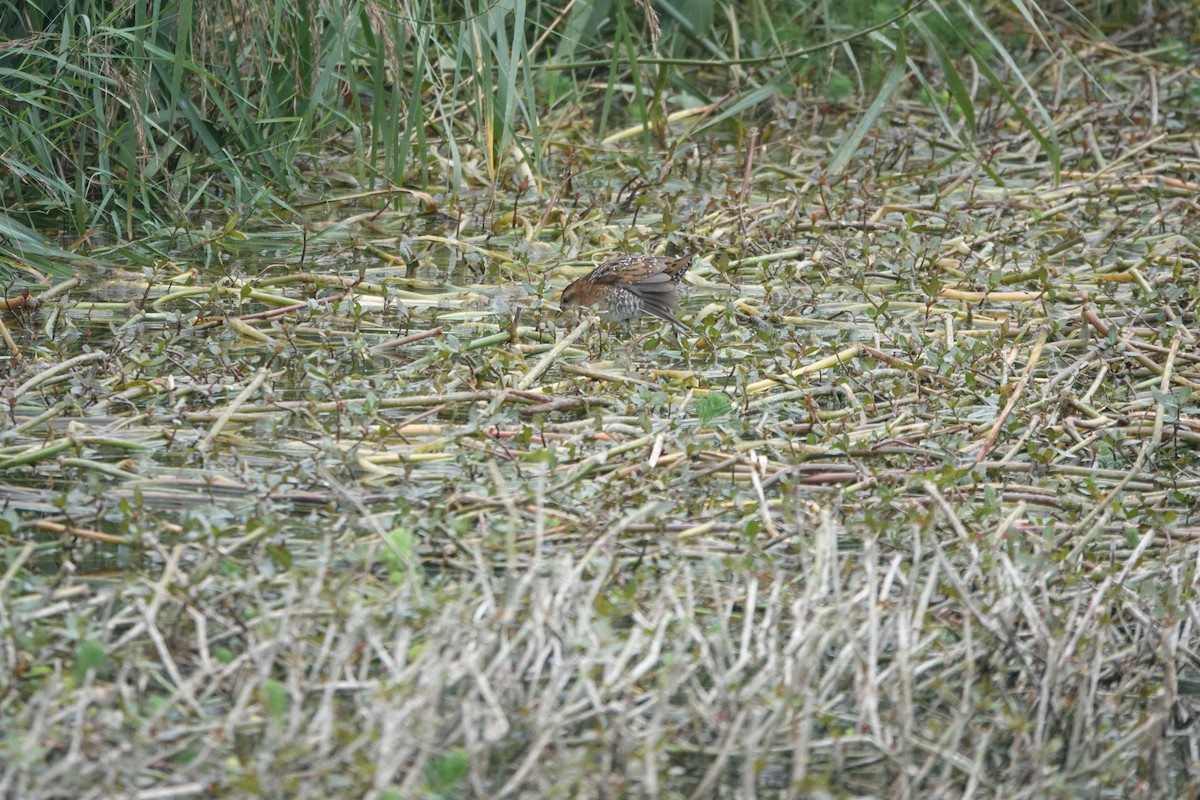 Baillon's Crake - ML611508343