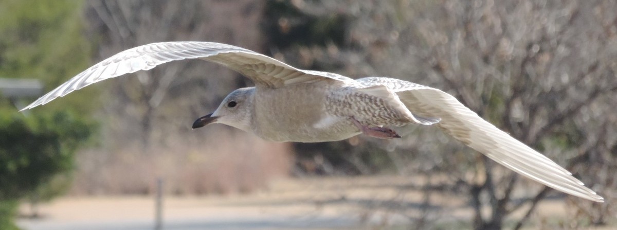 Gaviota Groenlandesa - ML611508349