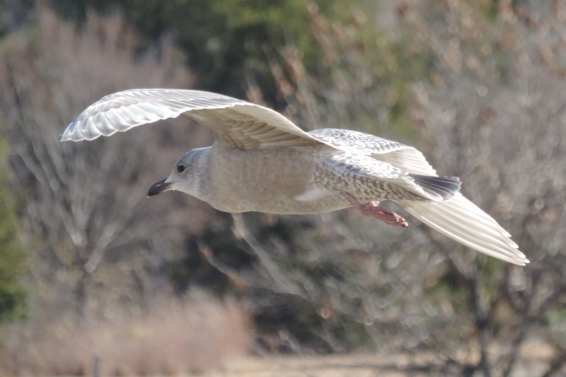 Gaviota Groenlandesa - ML611508350