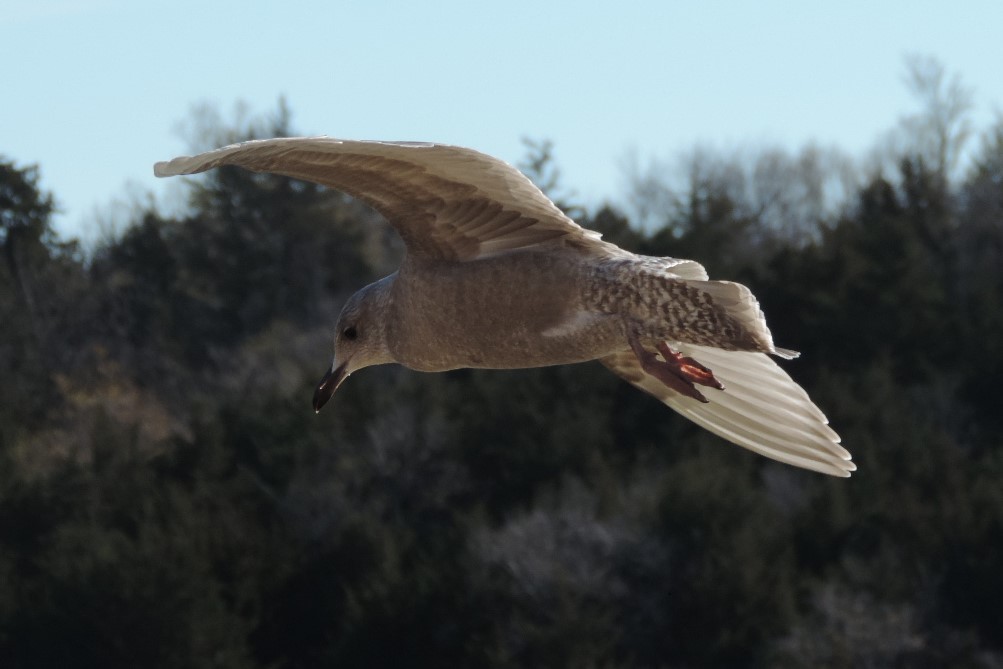 Gaviota Groenlandesa - ML611508351