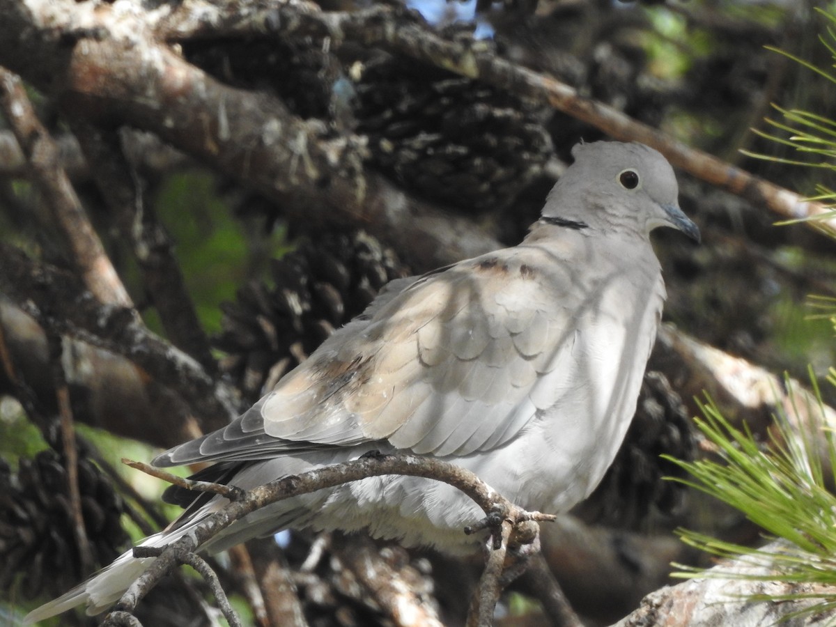 Eurasian Collared-Dove - ML611508371