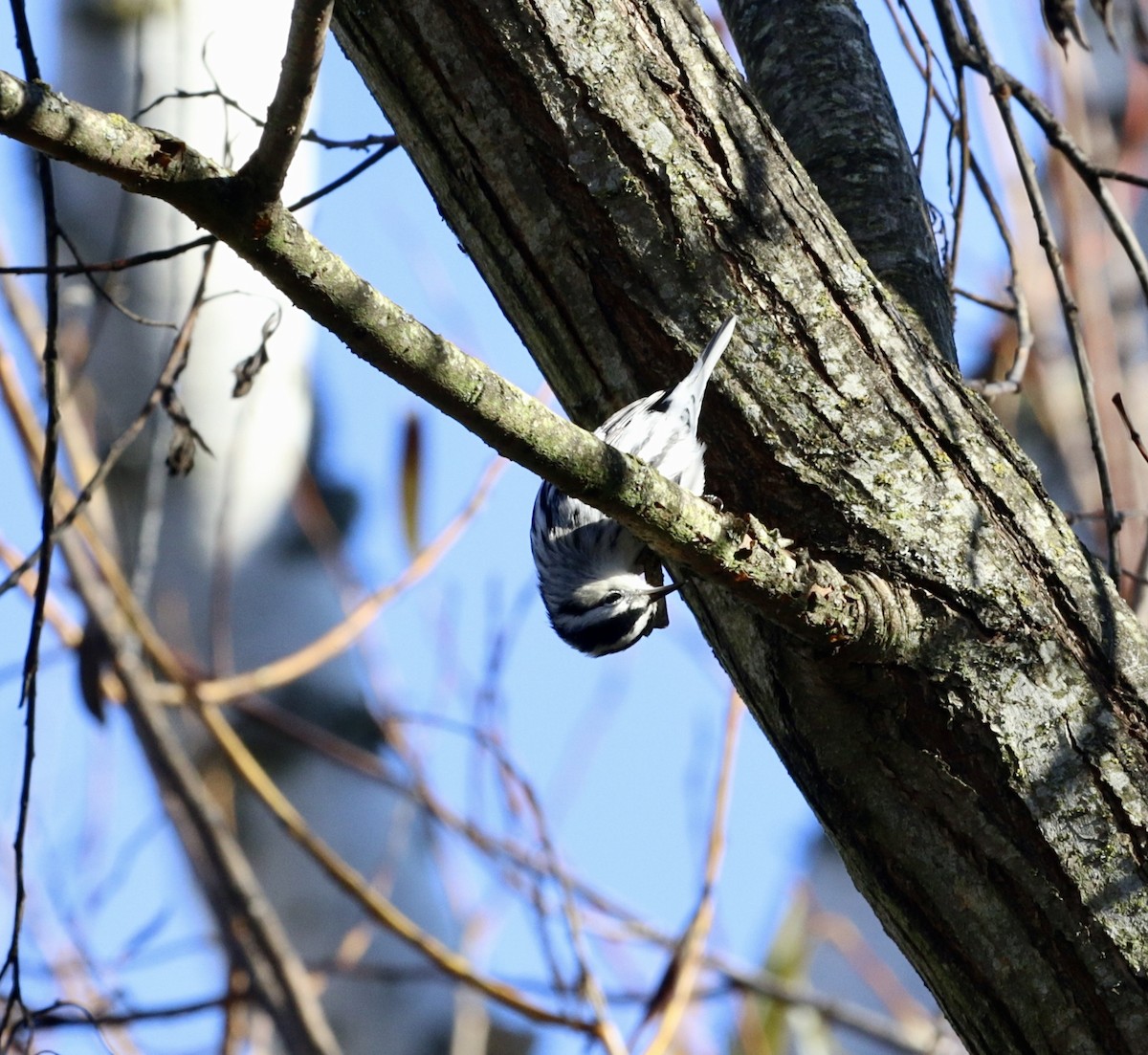 Black-and-white Warbler - A Kopitov
