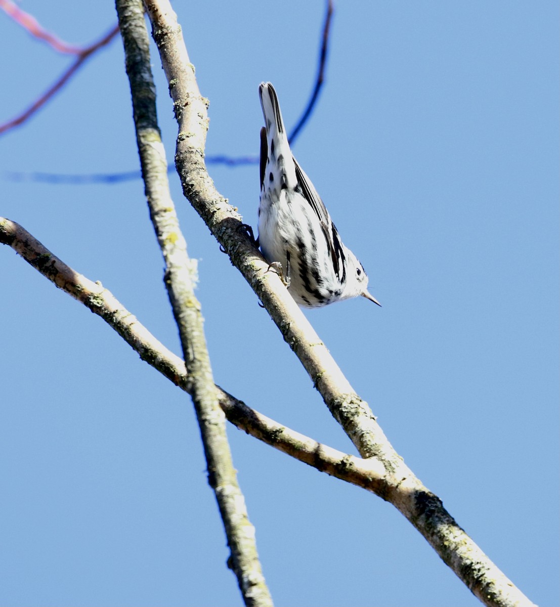 Black-and-white Warbler - A Kopitov