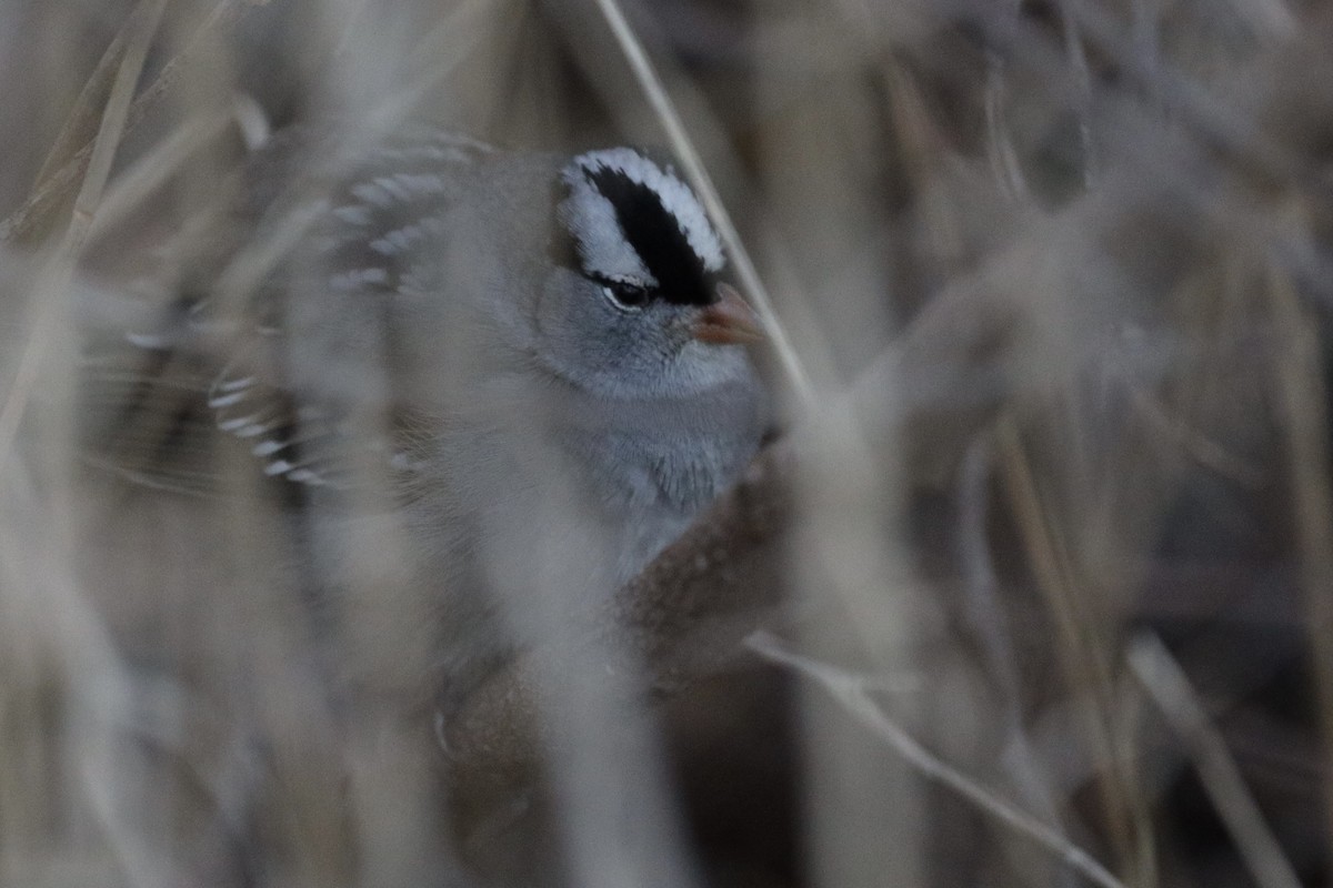 White-crowned Sparrow - Jason Milson