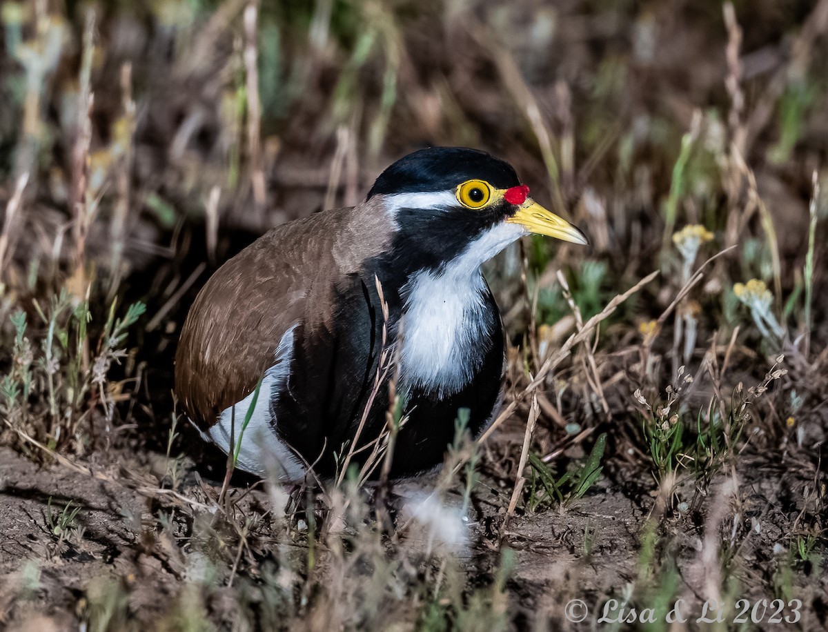 Banded Lapwing - ML611508492