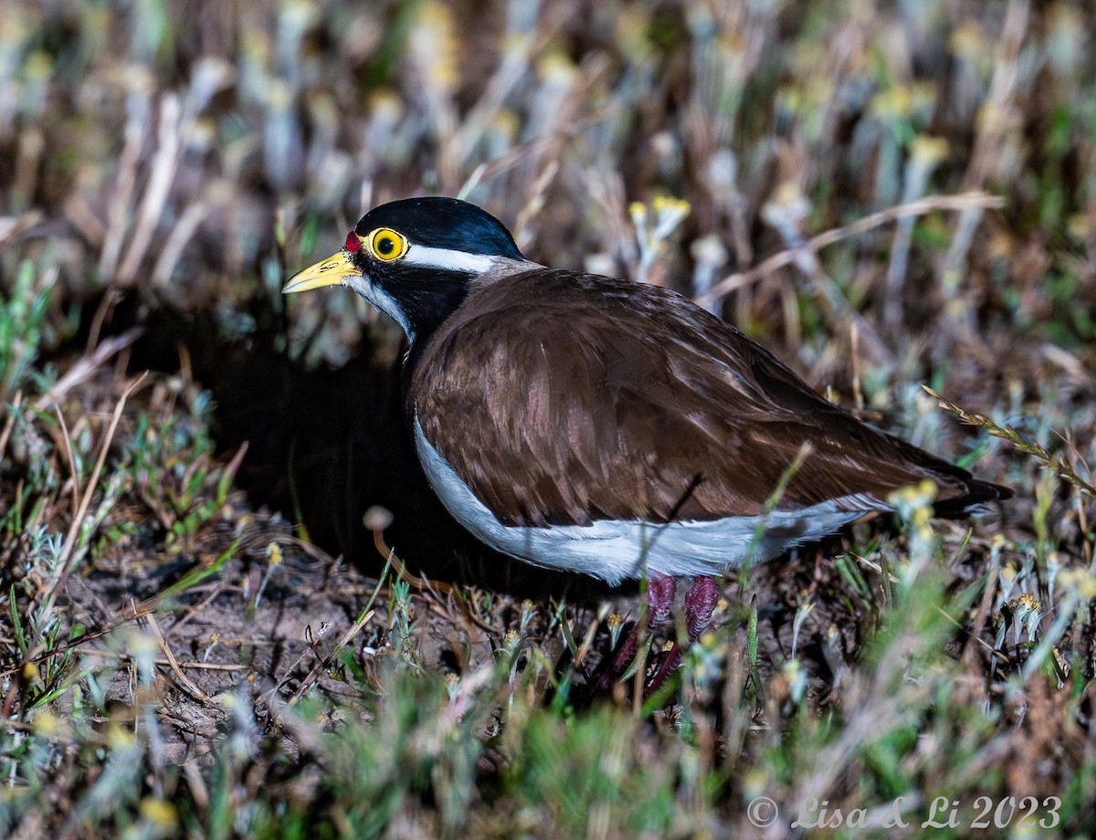 Banded Lapwing - ML611508493
