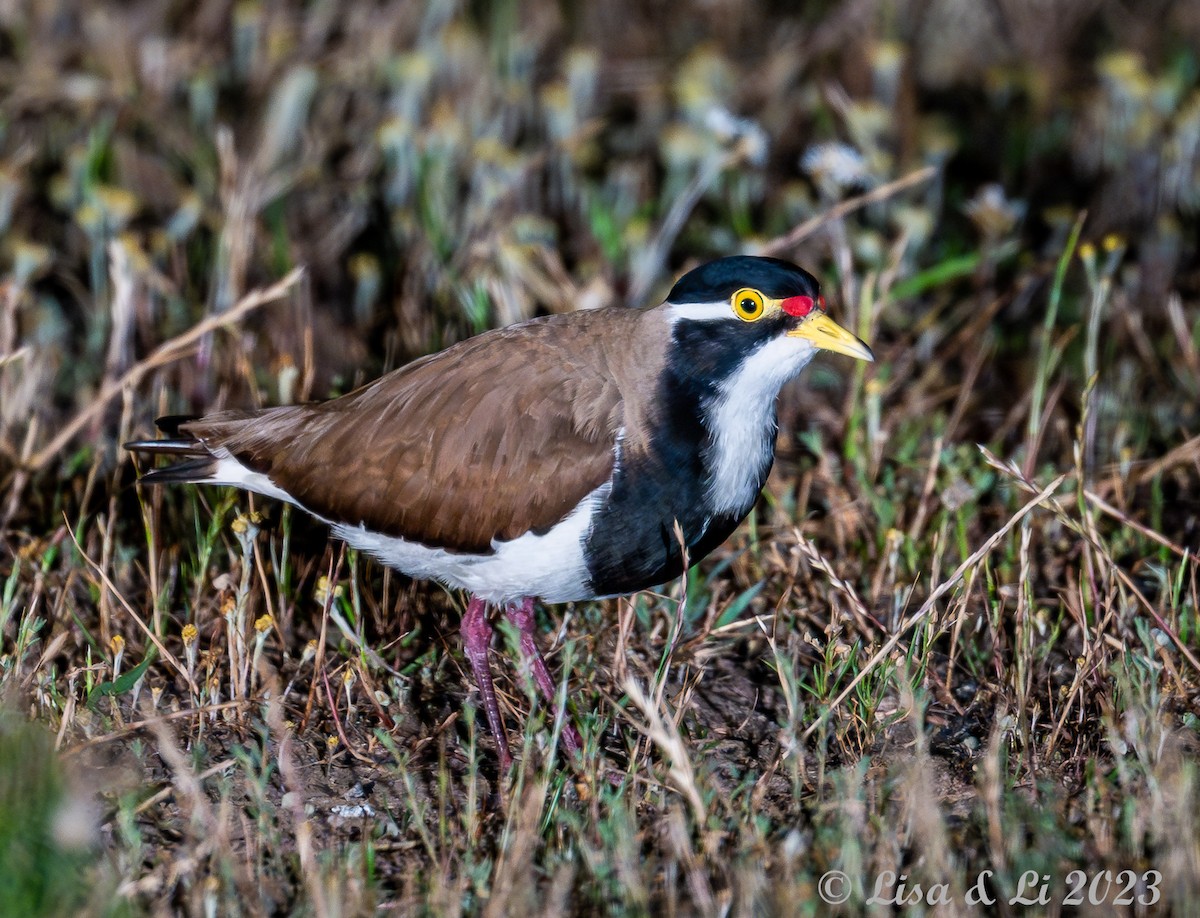 Banded Lapwing - ML611508494