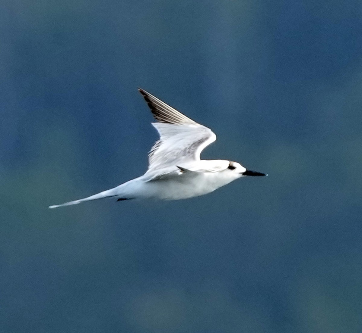 Black-naped Tern - ML611508538