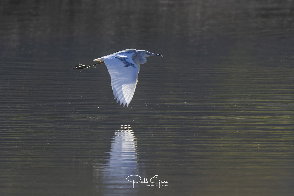 Little Blue Heron - ML611508546