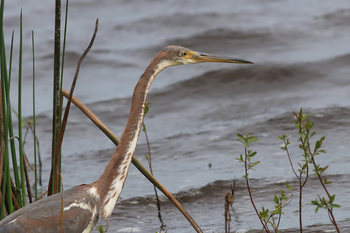 Tricolored Heron - ML611508569