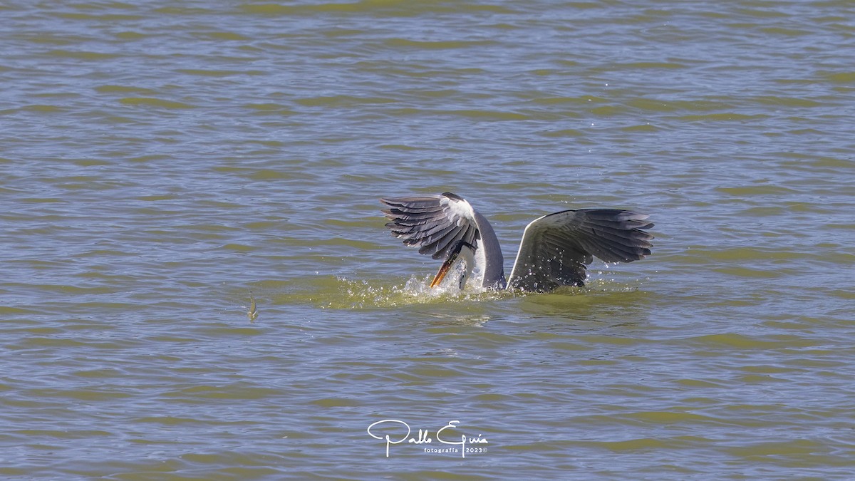 Garza Cuca - ML611508582