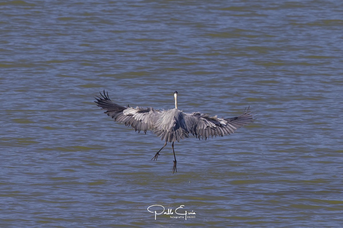 Garza Cuca - ML611508583