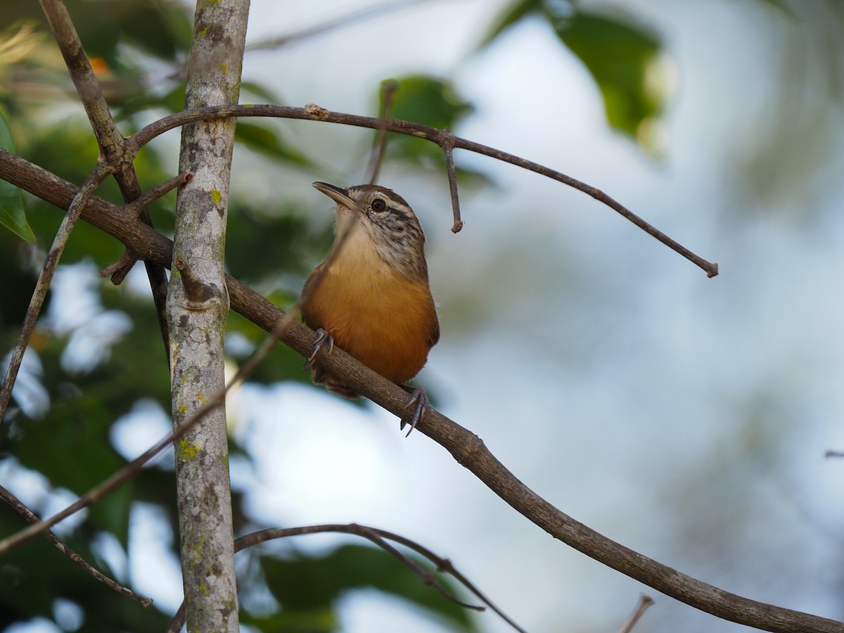 Fawn-breasted Wren - ML611508587