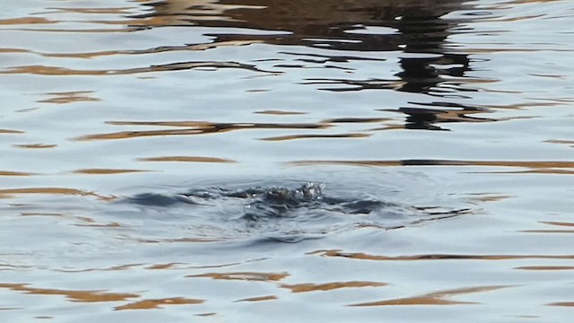 Hooded Merganser - ML611508613