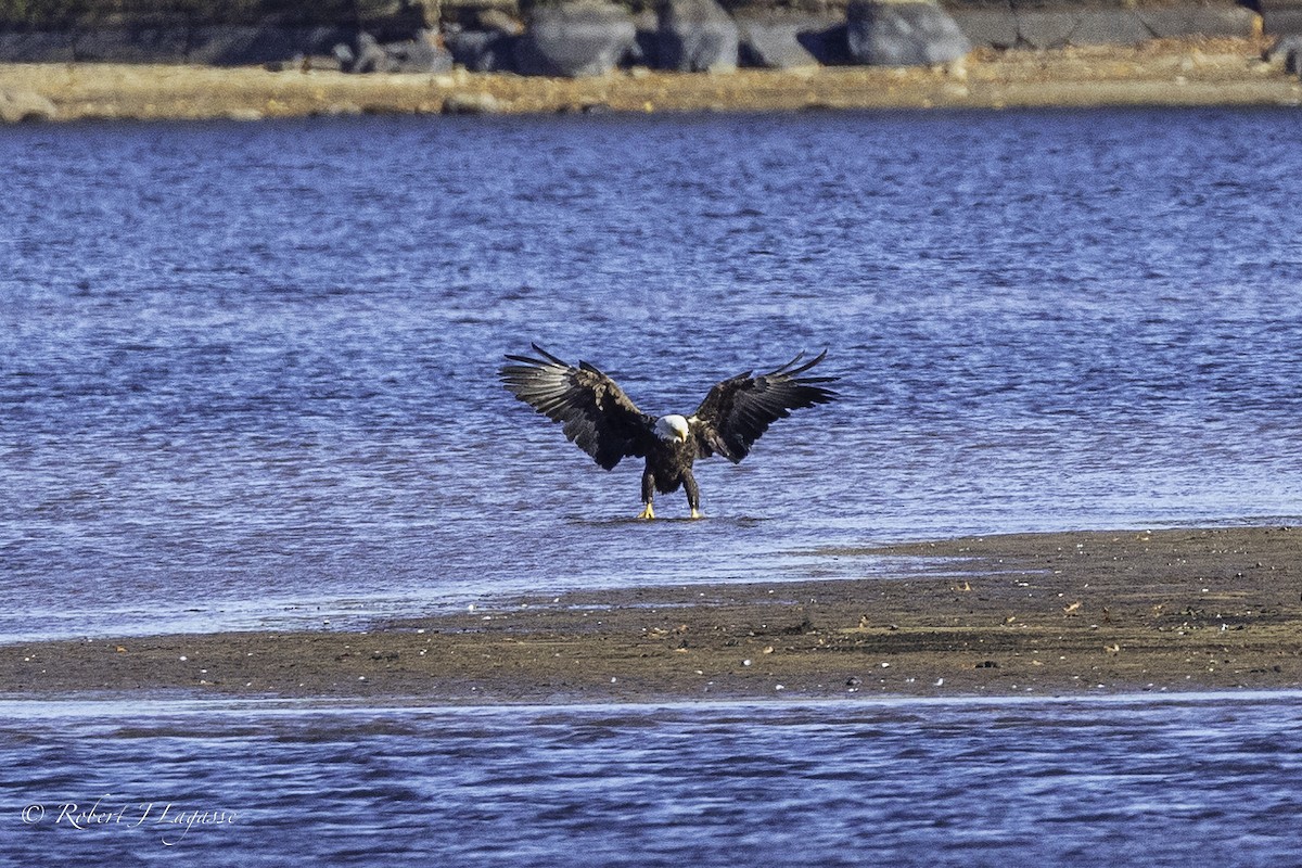 Weißkopf-Seeadler - ML611508638