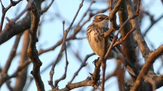 Yellow-rumped Warbler (Myrtle) - ML611508702