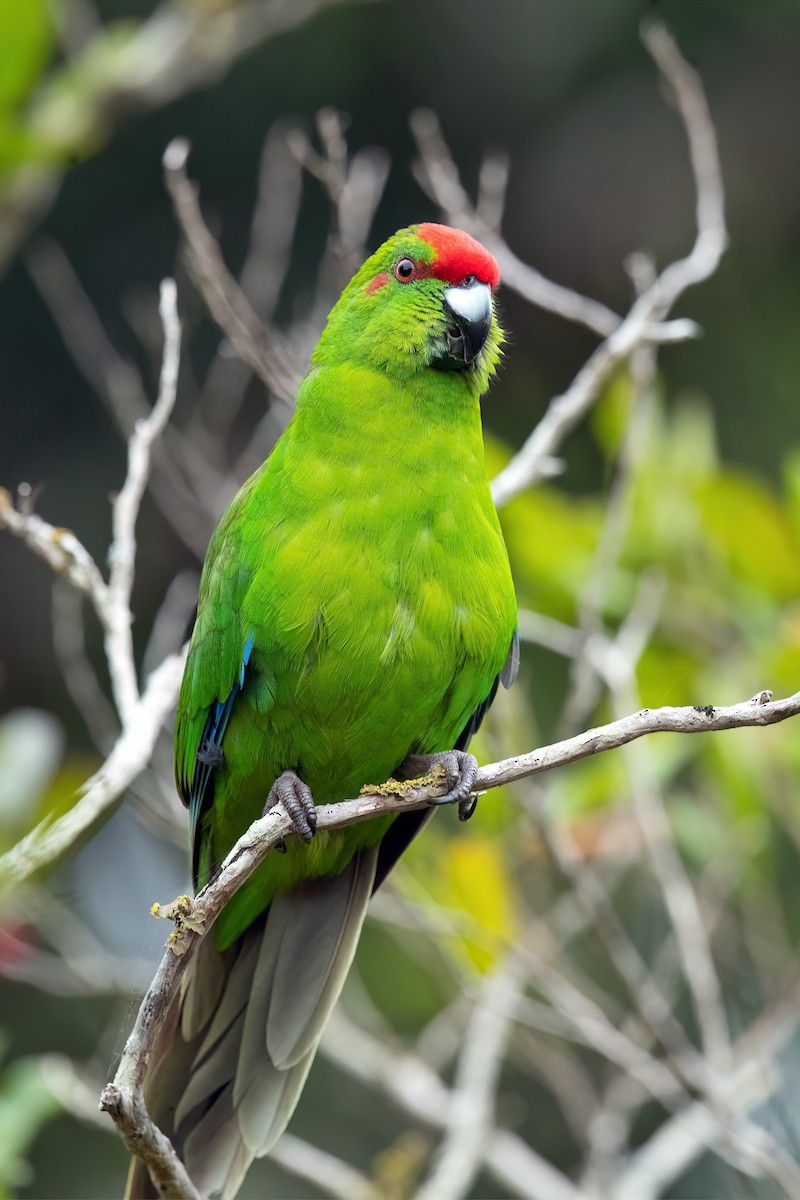 Norfolk Island Parakeet (Norfolk I.) - ML611508825