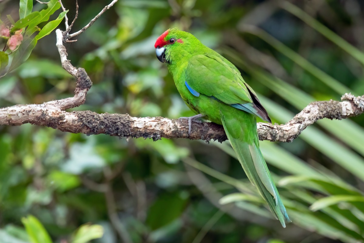 Norfolk Island Parakeet (Norfolk I.) - David Irving