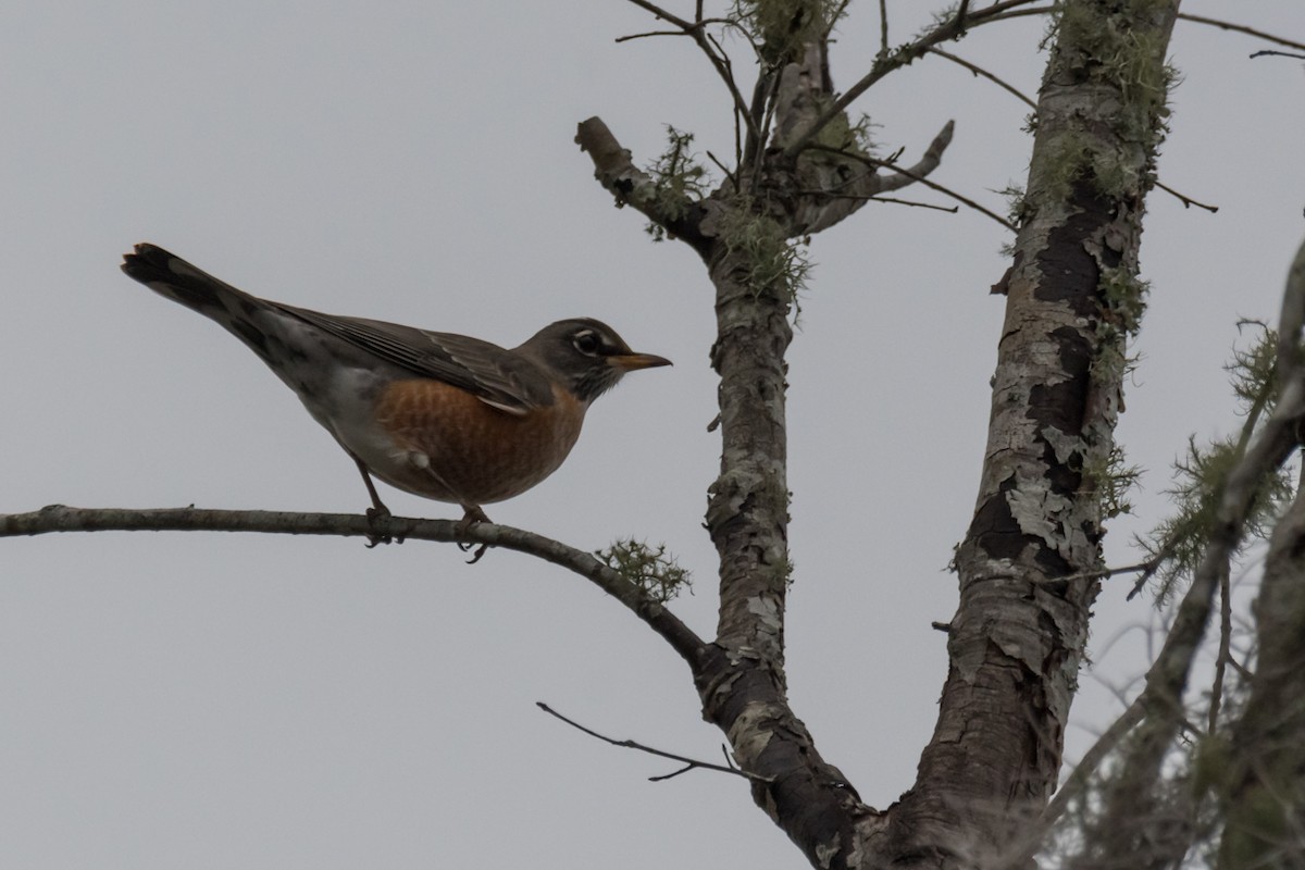 American Robin - ML611508870