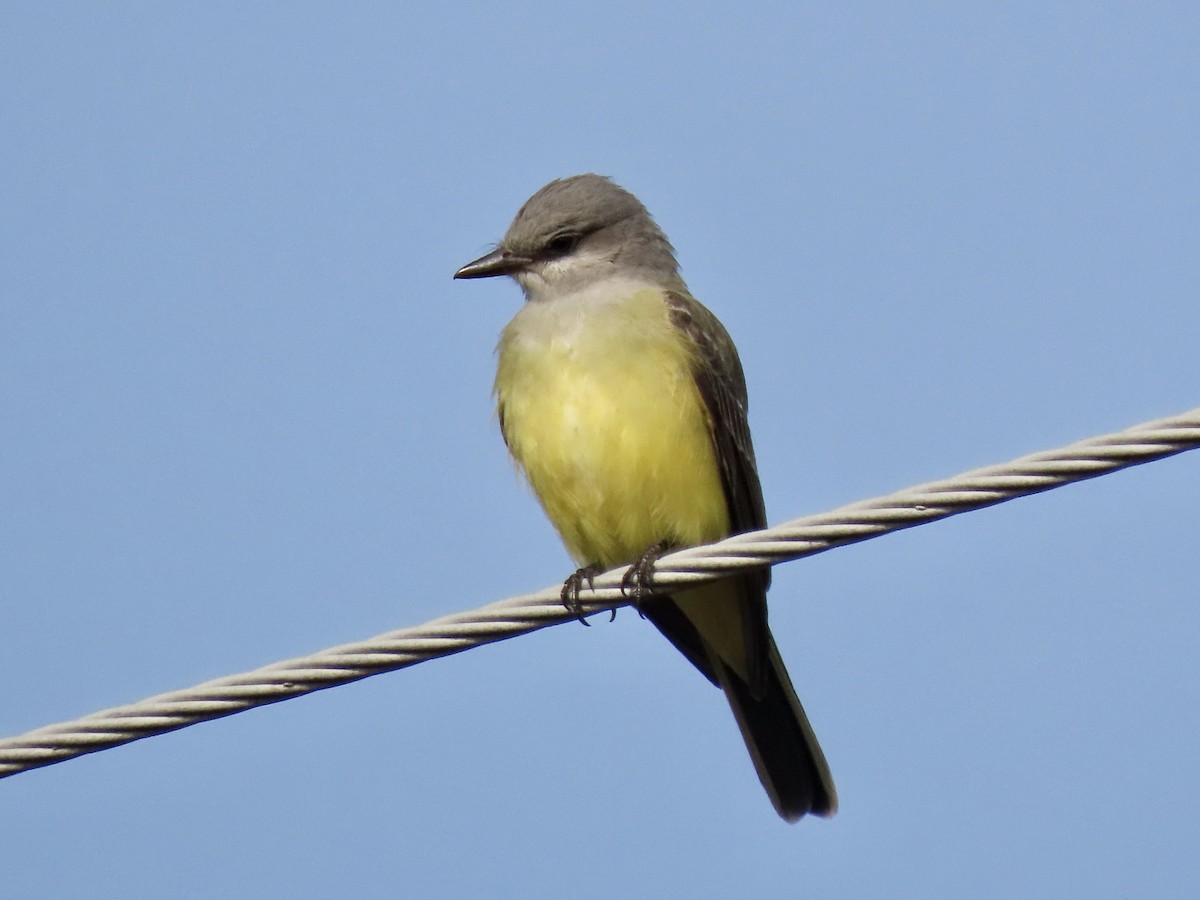 Western Kingbird - Gerry Hawkins