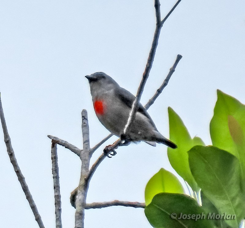 Ashy Flowerpecker - ML611508921