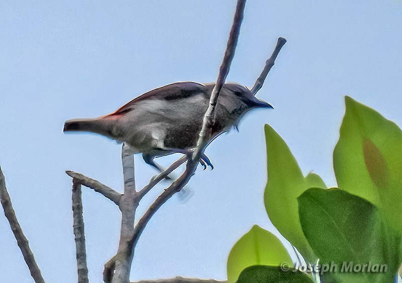 Ashy Flowerpecker - Joseph Morlan