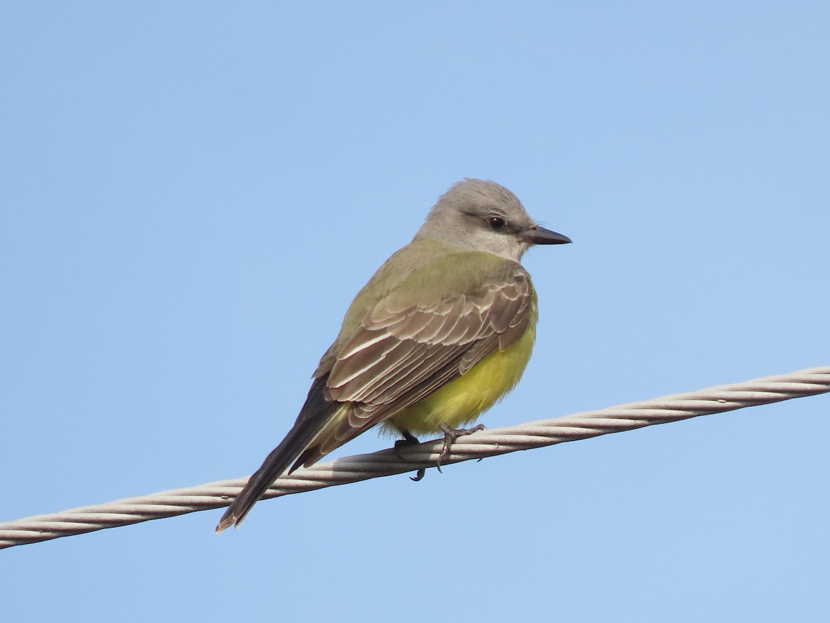 Western Kingbird - Gerry Hawkins