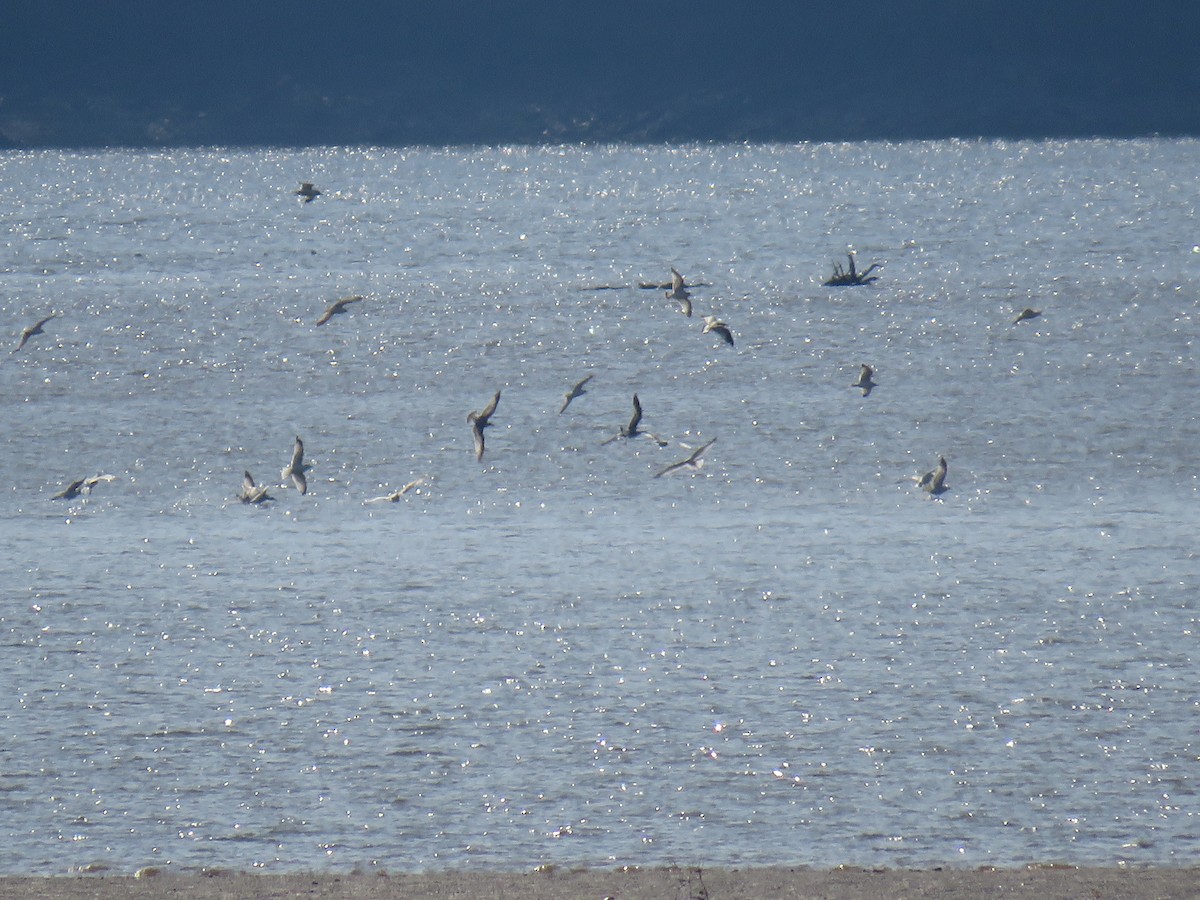 Ring-billed Gull - ML611508939