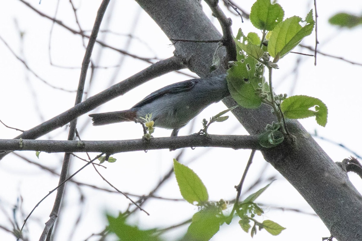 Chestnut-vented Conebill - ML611508942