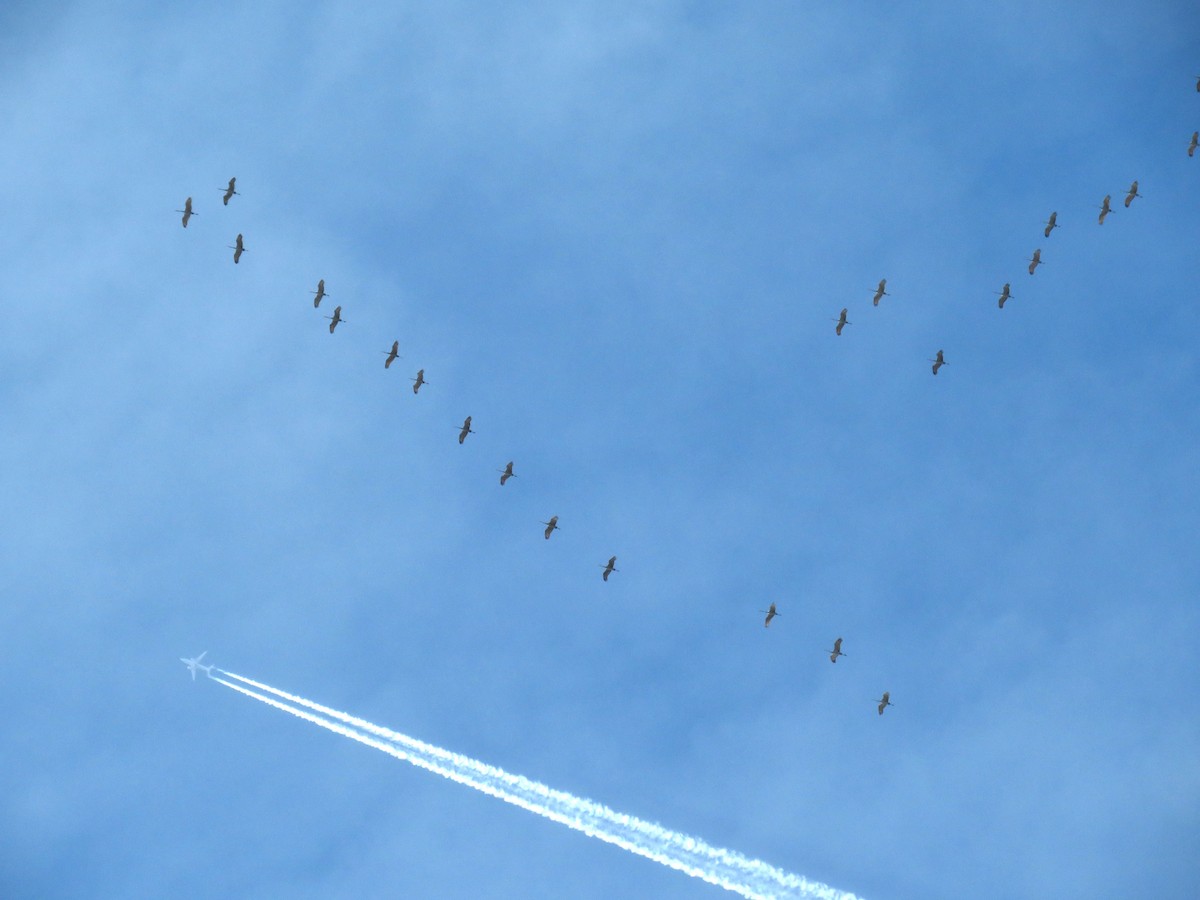 Sandhill Crane - ML611508988