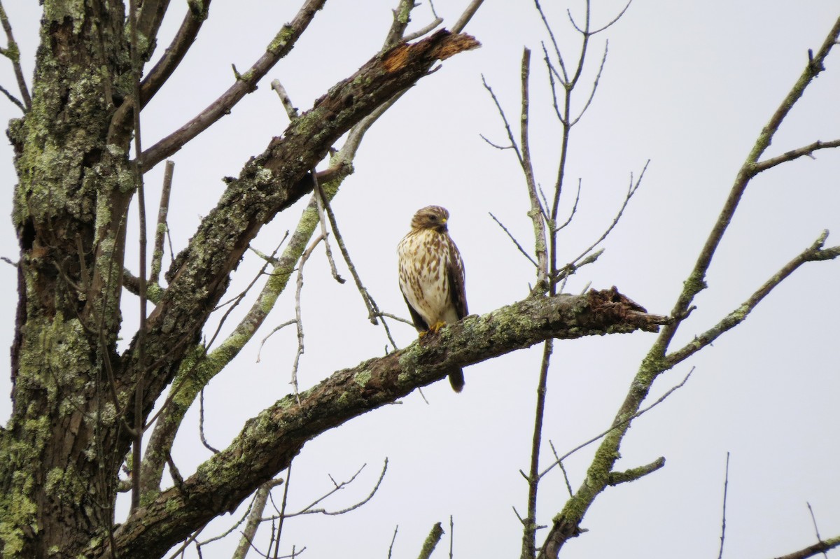 Red-shouldered Hawk - ML611509033