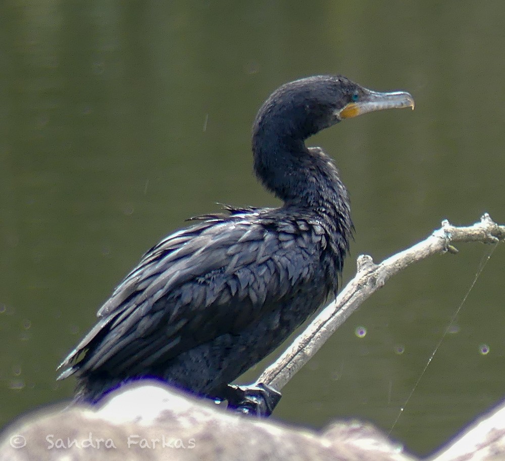 Neotropic Cormorant - ML611509035