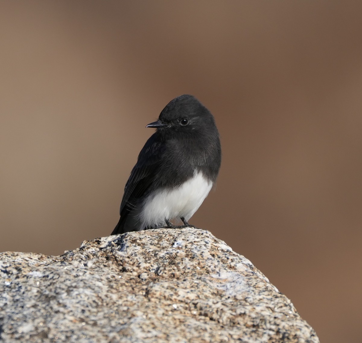 Black Phoebe - ML611509078