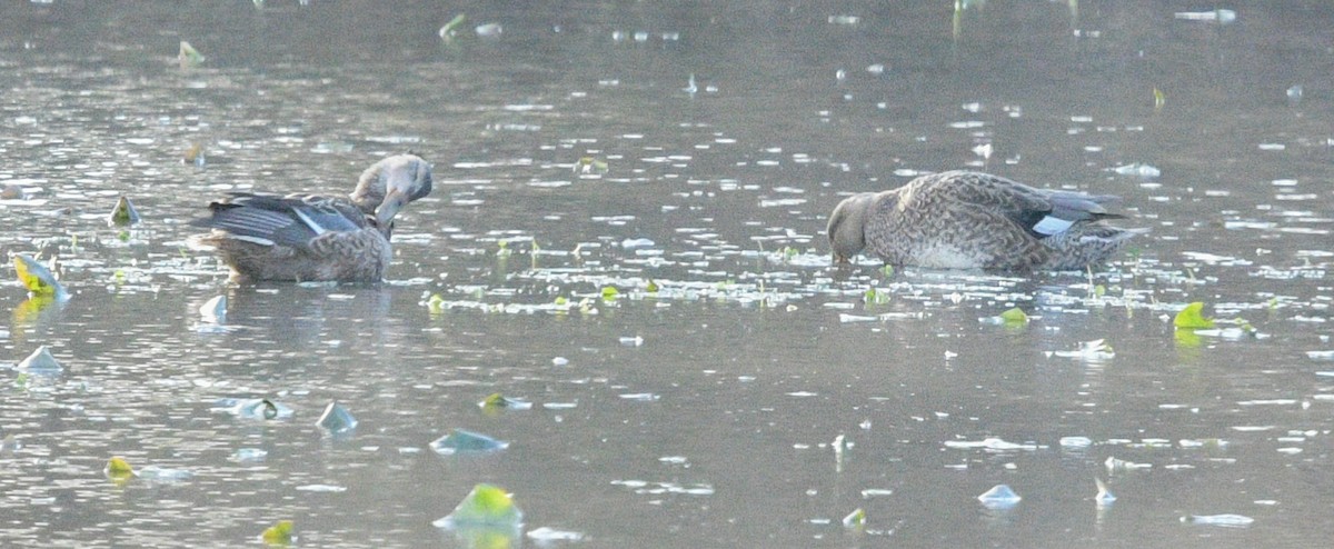 Northern Shoveler - ML611509138