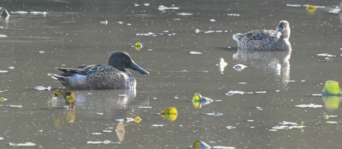 Northern Shoveler - ML611509139