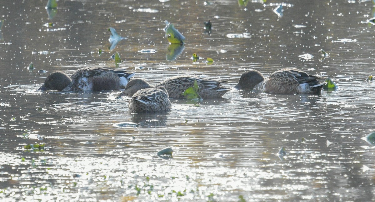 Northern Shoveler - ML611509140