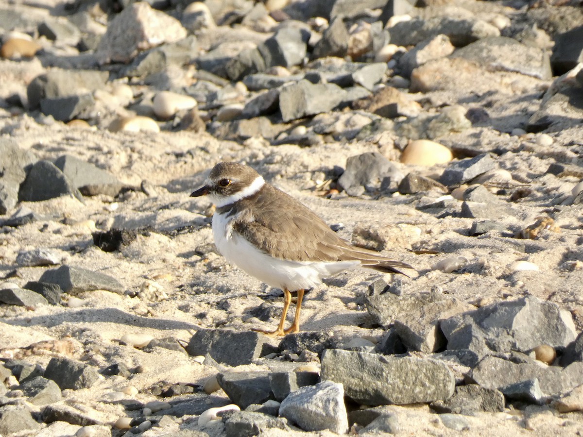 Semipalmated Plover - ML611509201