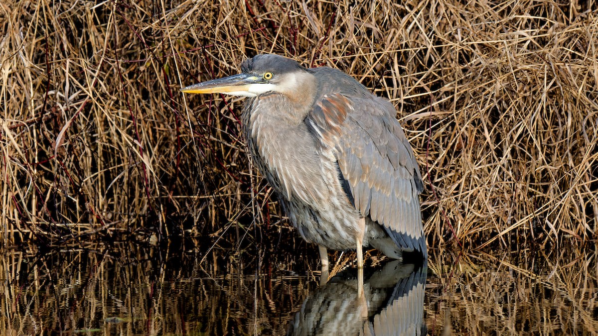 Great Blue Heron - ML611509361