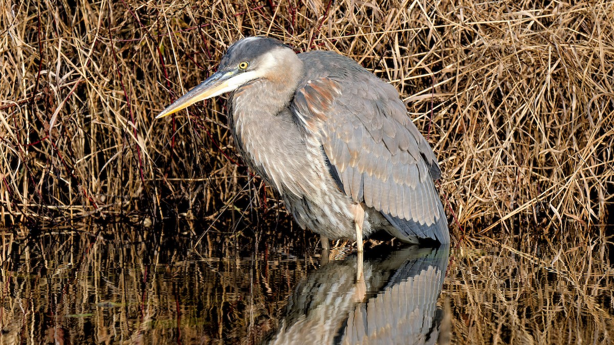 Great Blue Heron - ML611509362