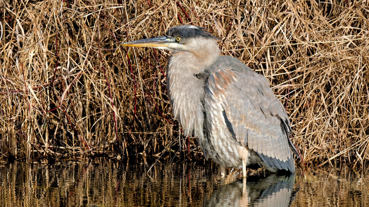 Great Blue Heron - ML611509363