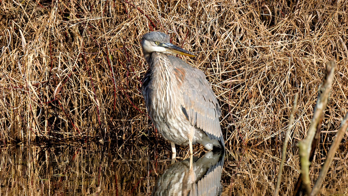 Great Blue Heron - ML611509366