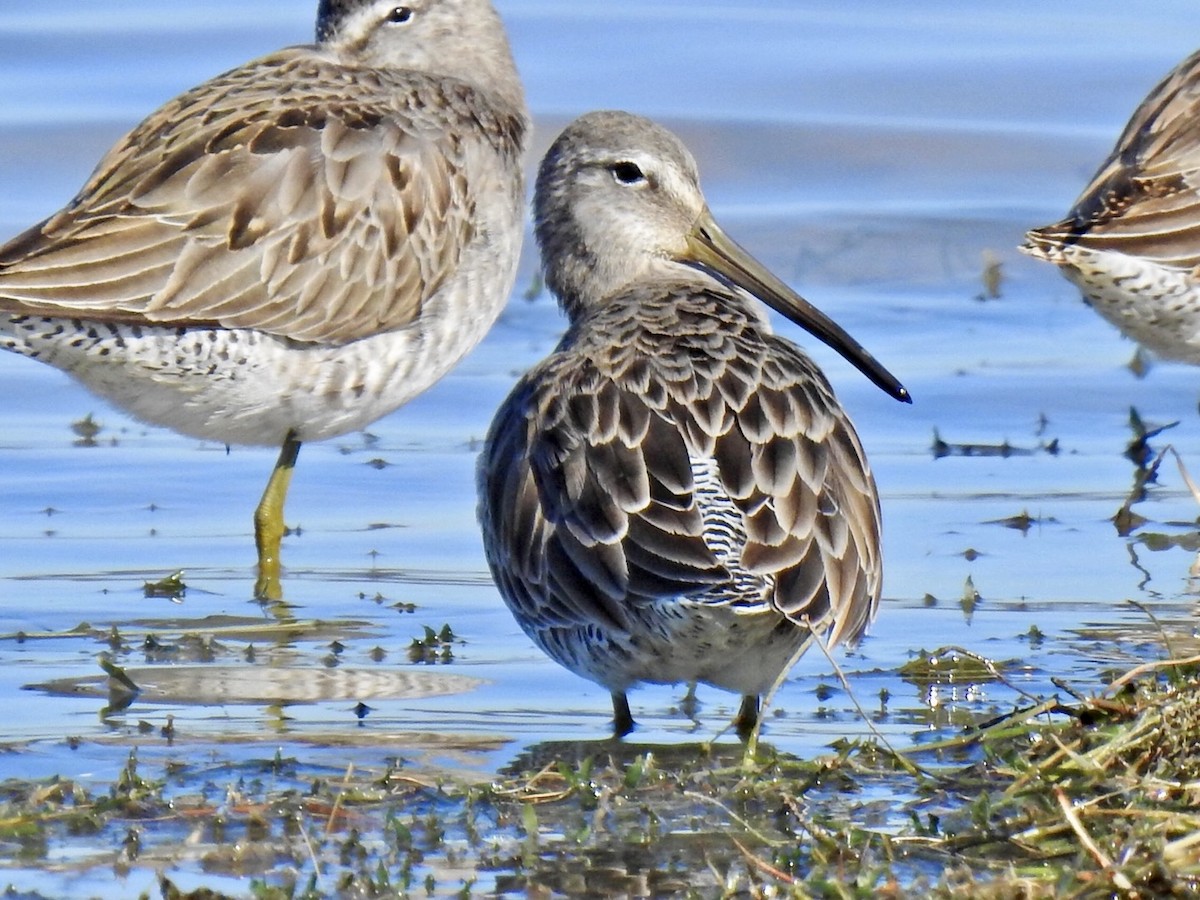 Long-billed Dowitcher - ML611509384